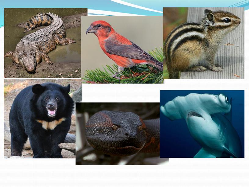 Презентация по зоологии "Самый-Самый"