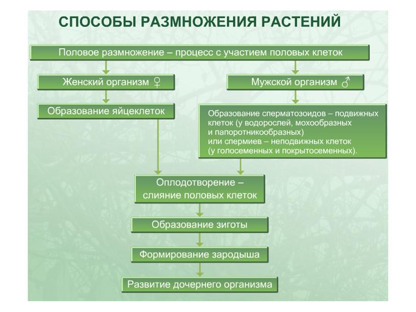 Размножение растений, 6 класс, биология