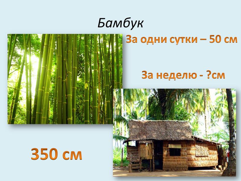 Бамбук За одни сутки – 50 см За неделю - ?см 350 см