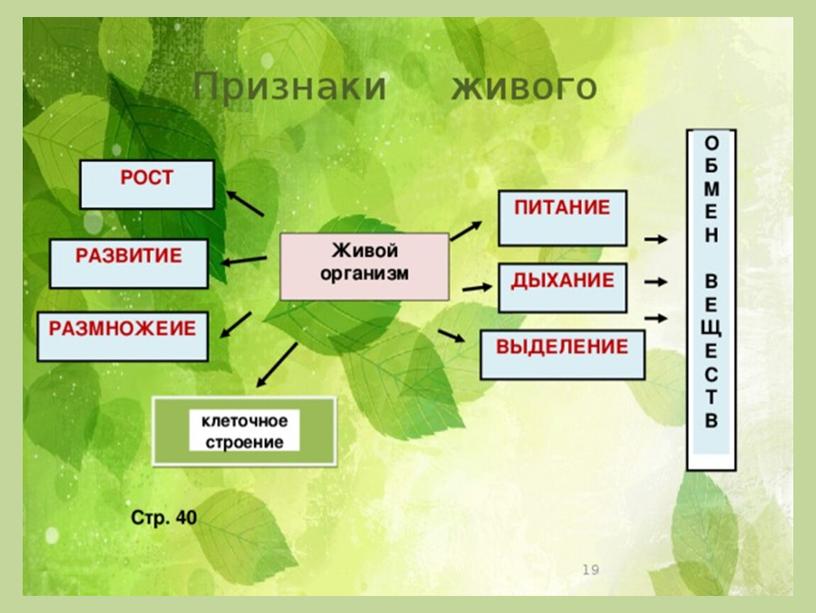 Жизнедеятельность клетки