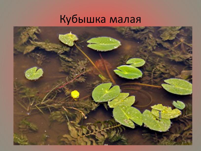 Кубышка малая