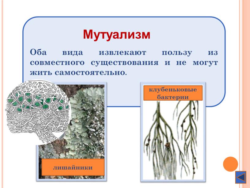 Оба вида извлекают пользу из совместного существования и не могут жить самостоятельно