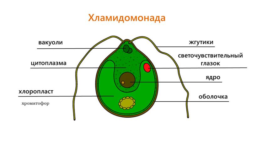 Презентация к уроку по теме "Водоросли - низшие растения. Многообразие водорослей"