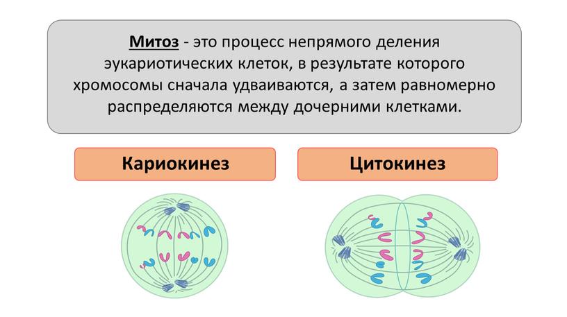 Митоз - это процесс непрямого деления эукариотических клеток, в результате которого хромосомы сначала удваиваются, а затем равномерно распределяются между дочерними клетками