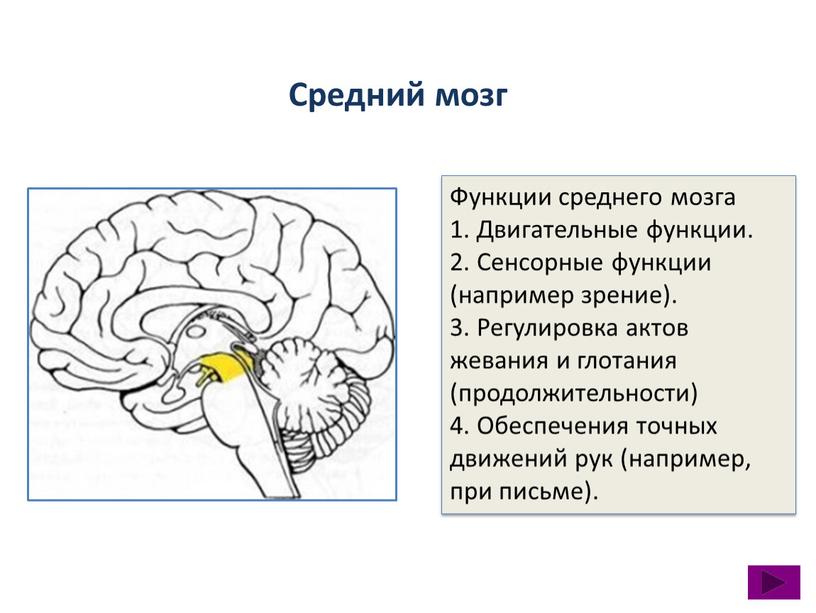 Средний мозг Функции среднего мозга 1