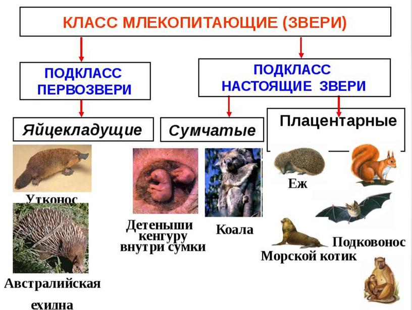 Класс Млекопитающие