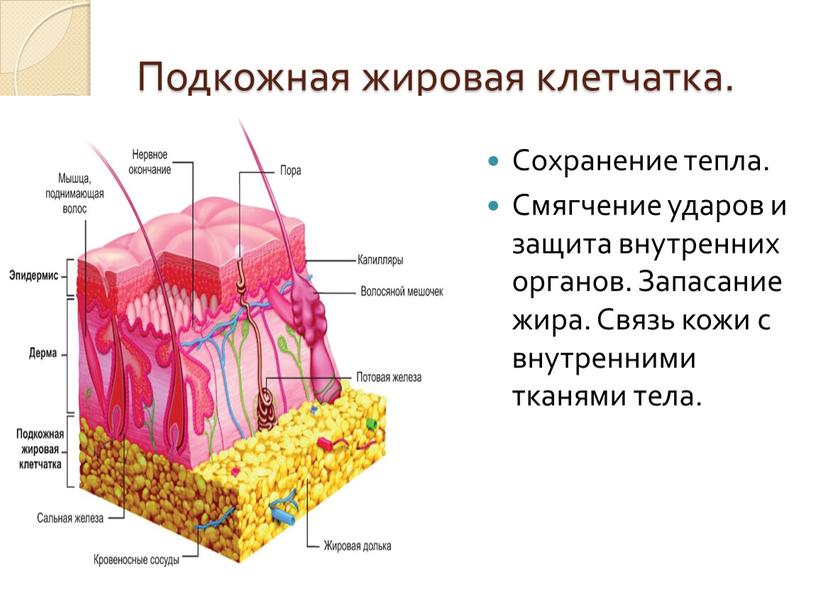 Подкожная жировая клетчатка. Сохранение тепла