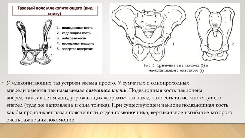 У млекопитающих таз устроен весьма просто