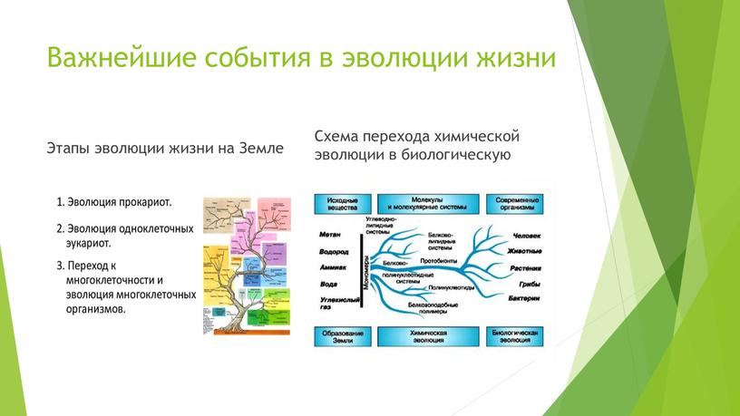 Важнейшие события в эволюции жизни