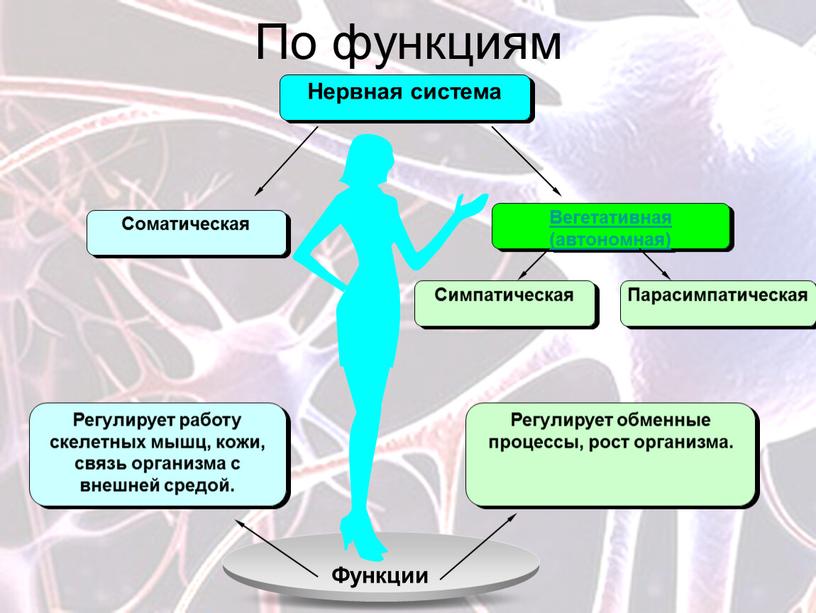 По функциям Регулирует работу скелетных мышц, кожи, связь организма с внешней средой