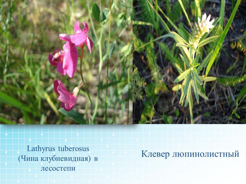 Lathyrus tuberosus (Чина клубневидная) в лесостепи