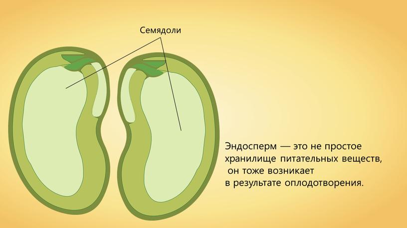 Эндосперм — это не простое хранилище питательных веществ, он тоже возникает в результате оплодотворения