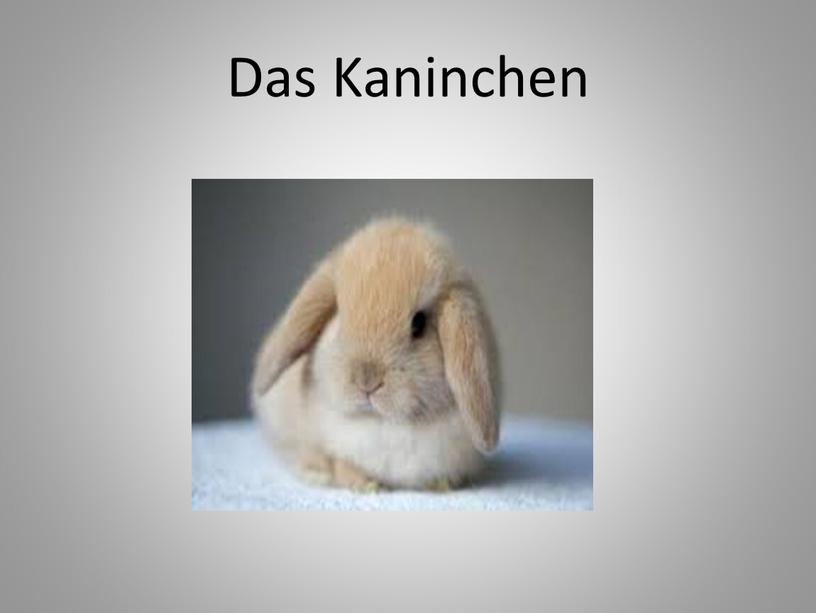 Das Kaninchen