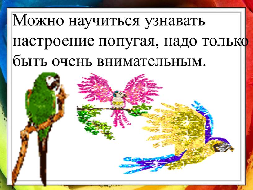 Можно научиться узнавать настроение попугая, надо только быть очень внимательным