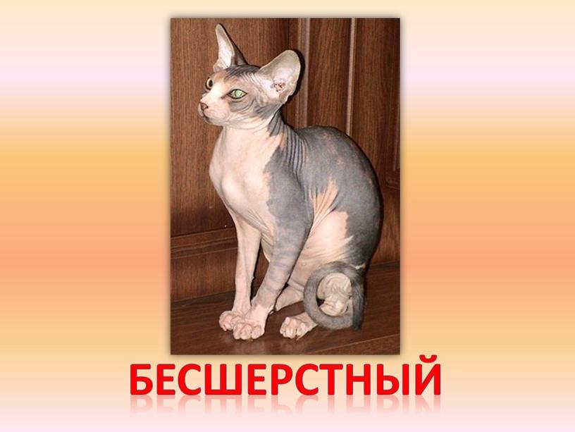 бесшерстный