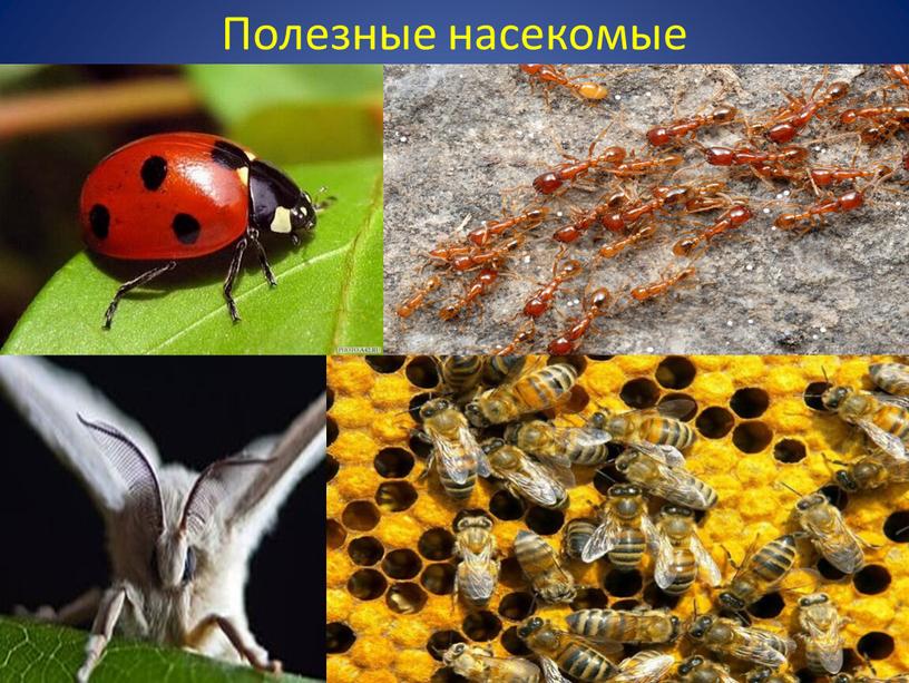 Полезные насекомые