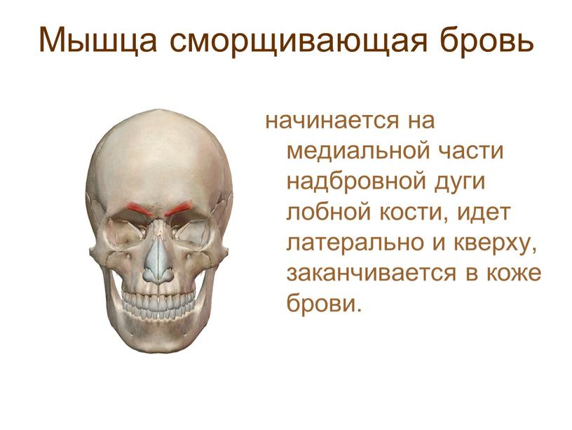 Мышца сморщивающая бровь начинается на медиальной части надбровной дуги лобной кости, идет латерально и кверху, заканчивается в коже брови