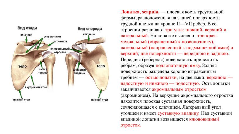 Лопатка, scapula, — плоская кость треугольной формы, расположенная на задней поверхности грудной клетки на уровне