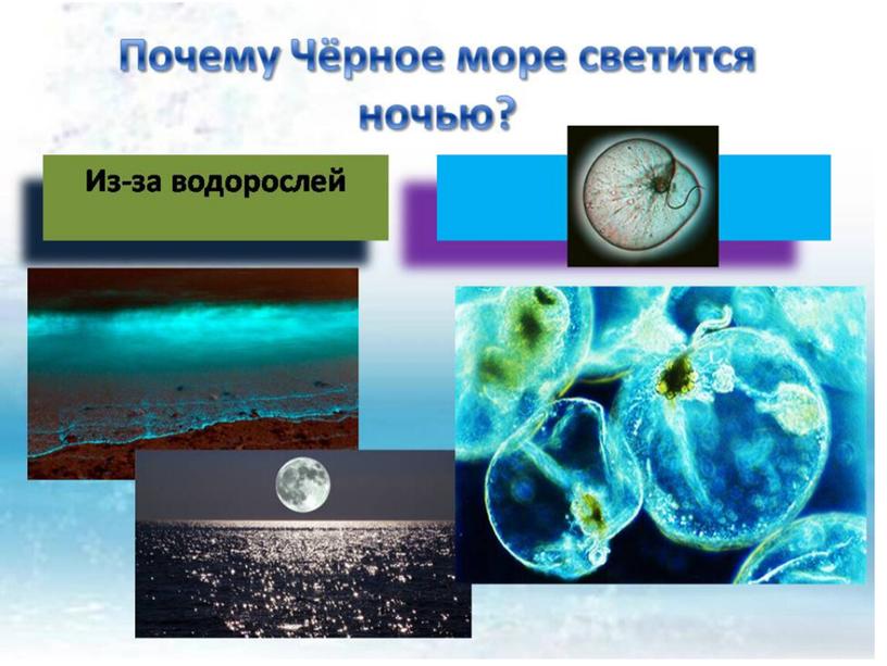 «Презентация внеклассного мероприятие по экологическому  воспитанию «Тайны Чёрного моря»