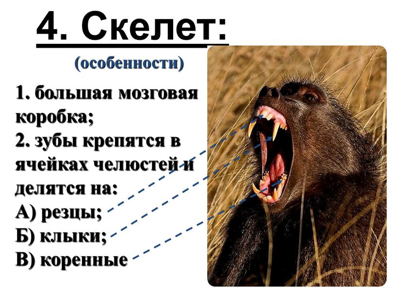 Скелет: (особенности) 1. большая мозговая коробка; 2