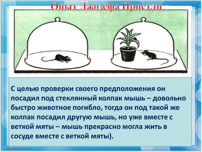 С целью проверки своего предположения он посадил под стеклянный колпак мышь – довольно быстро животное погибло, тогда он под такой же колпак посадил другую мышь,…