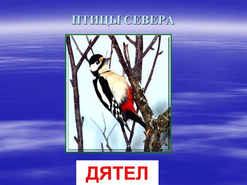 ПТИЦЫ СЕВЕРА ДЯТЕЛ