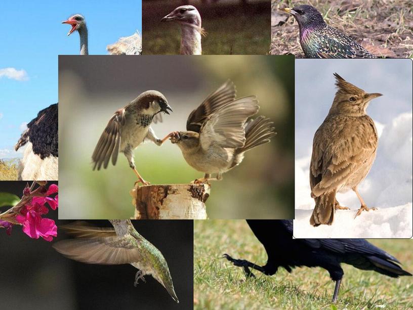 Методическая разработка урока  биологии на тему "Многообразие птиц" 7 класс