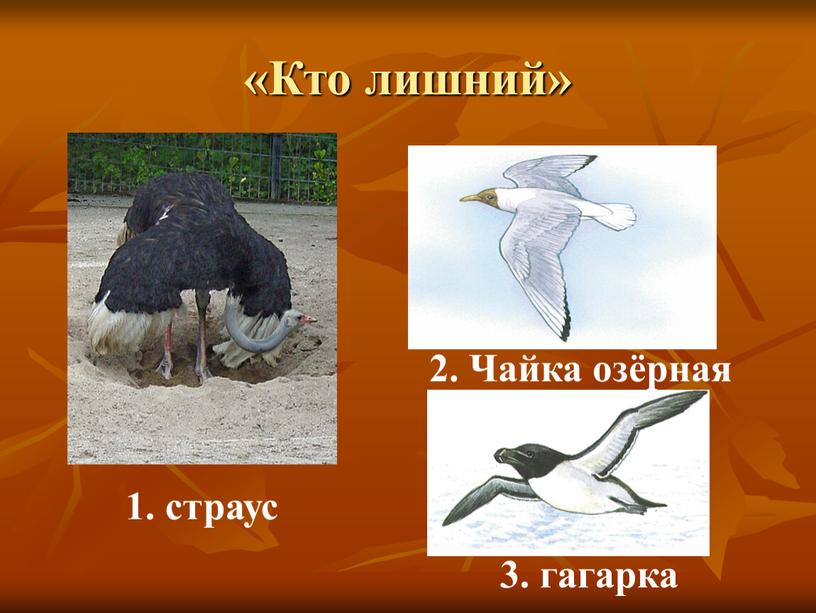 Кто лишний» 1. страус 2. Чайка озёрная 3