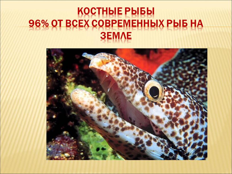 КОСТНЫЕ РЫБЫ 96% от всех современных рыб на земле