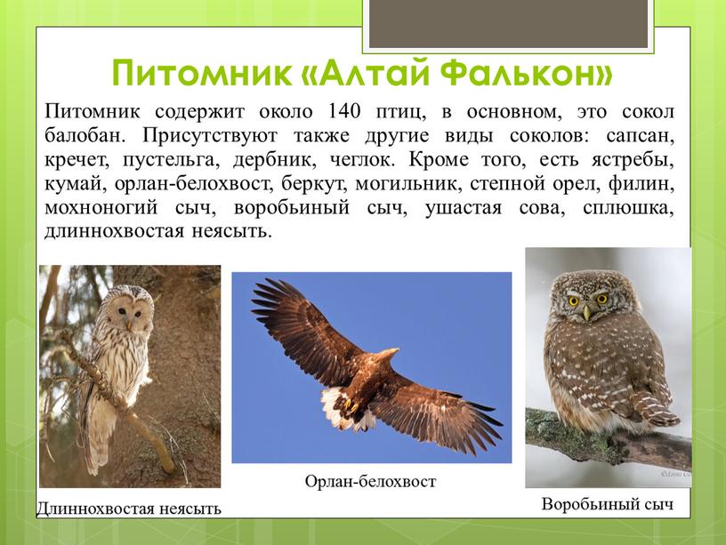 Питомник «Алтай Фалькон» Питомник содержит около 140 птиц, в основном, это сокол балобан