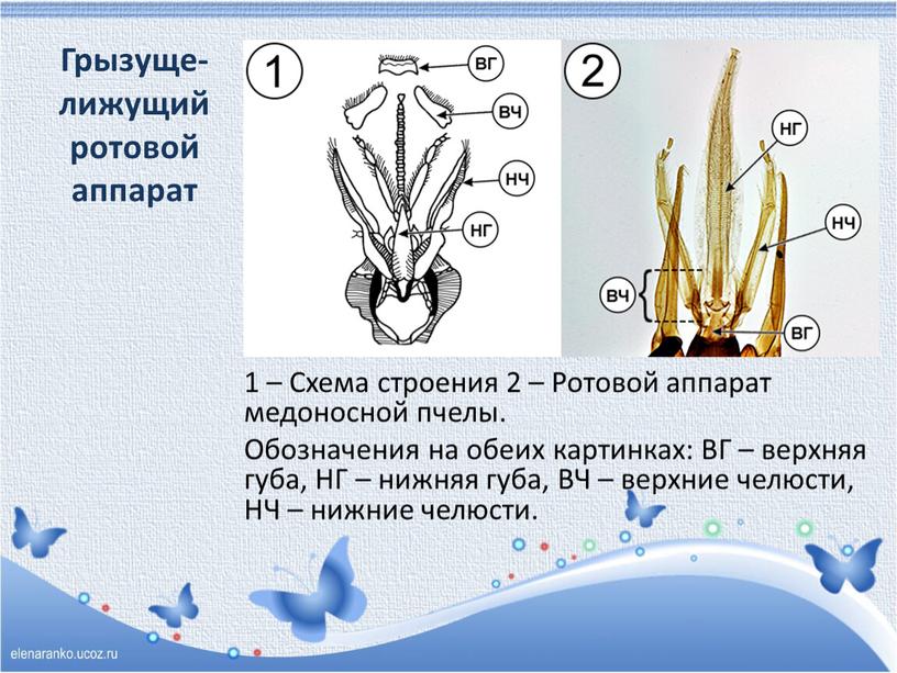 Грызуще-лижущий ротовой аппарат 1 –