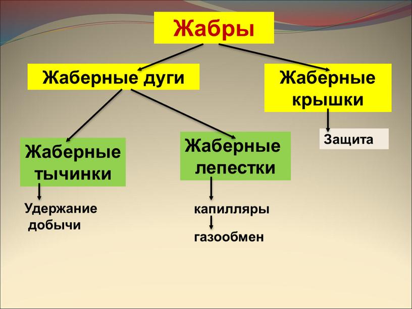 Жабры Жаберные дуги Жаберные тычинки