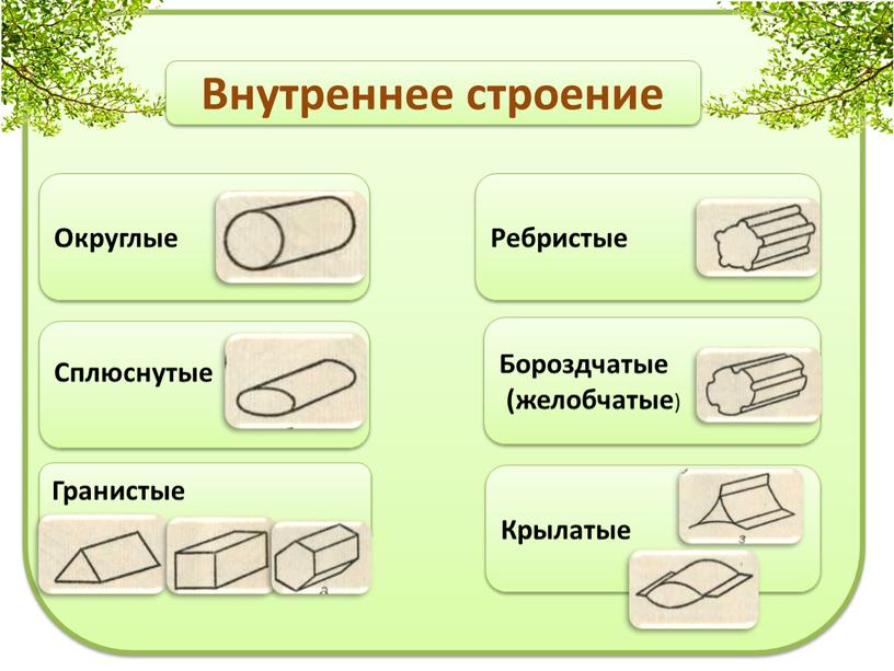 Внутреннее строение Округлые Сплюснутые