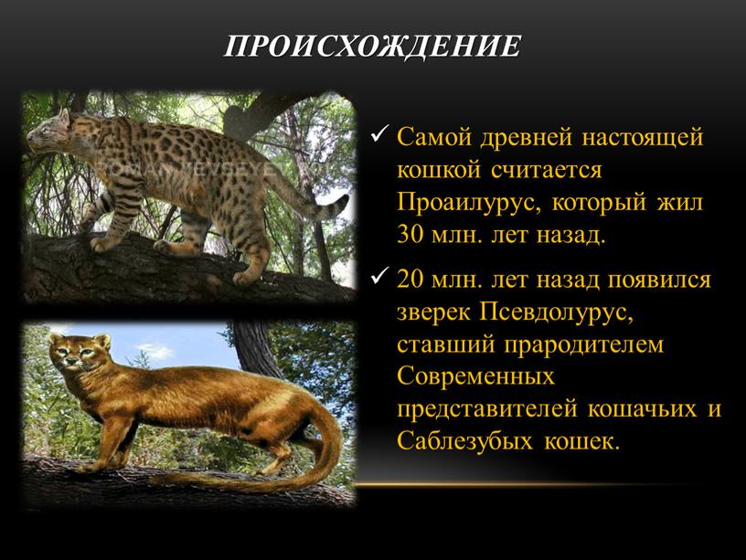 Происхождение Самой древней настоящей кошкой считается