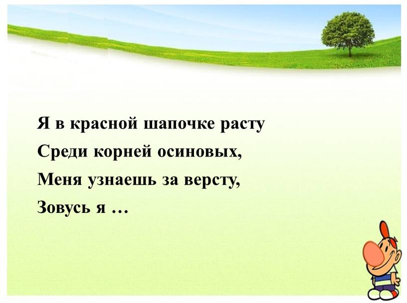 Я в красной шапочке расту Среди корней осиновых,