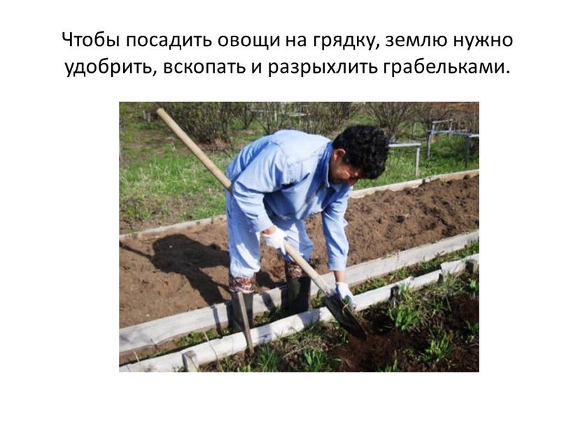 Чтобы посадить овощи на грядку, землю нужно удобрить, вскопать и разрыхлить грабельками