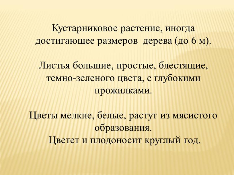 Кустарниковое растение, иногда достигающее размеров дерева (до 6 м)