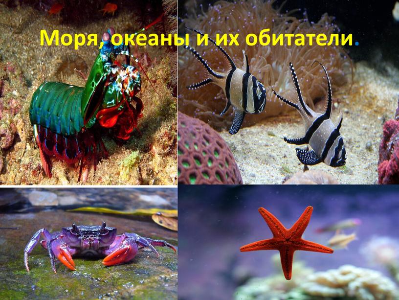 Моря, океаны и их обитатели.