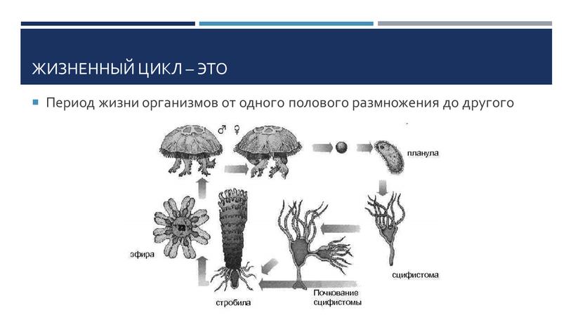 Жизненный цикл – это Период жизни организмов от одного полового размножения до другого