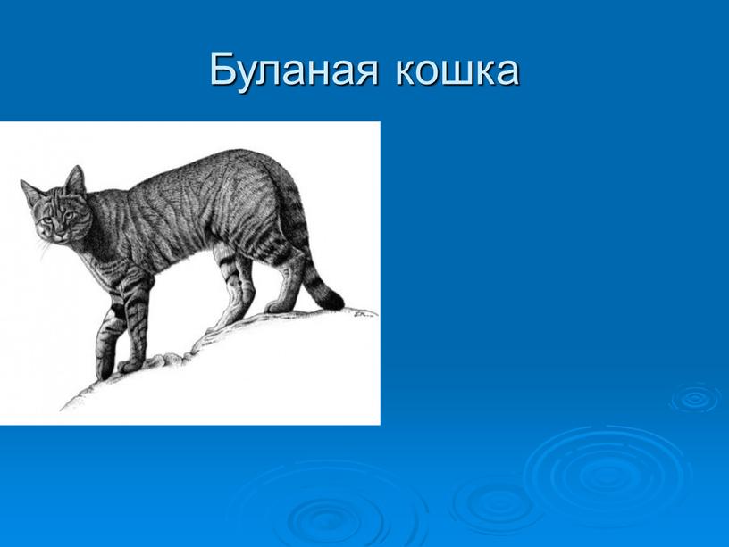 Буланая кошка Буланая кошка