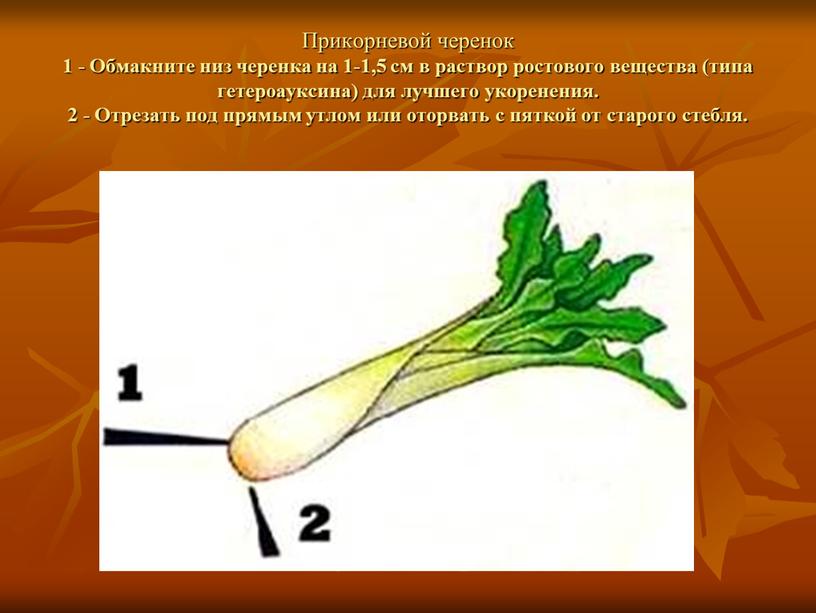 Прикорневой черенок 1 - Обмакните низ черенка на 1-1,5 см в раствор ростового вещества (типа гетероауксина) для лучшего укоренения