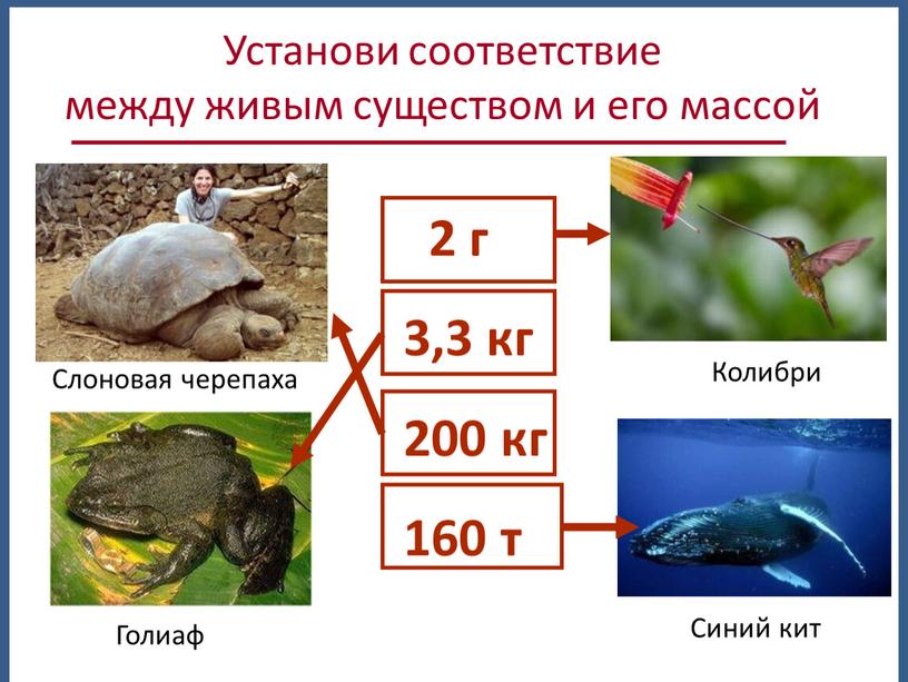 Установи соответствие между живым существом и его массой