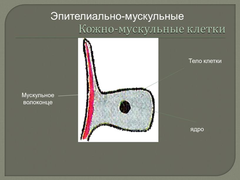 Мускульное волоконце Эпителиально-мускульные ядро