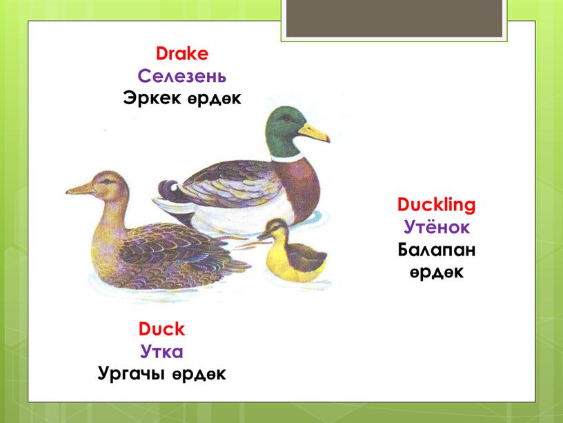 Duckling Утёнок Балапан өрдөк