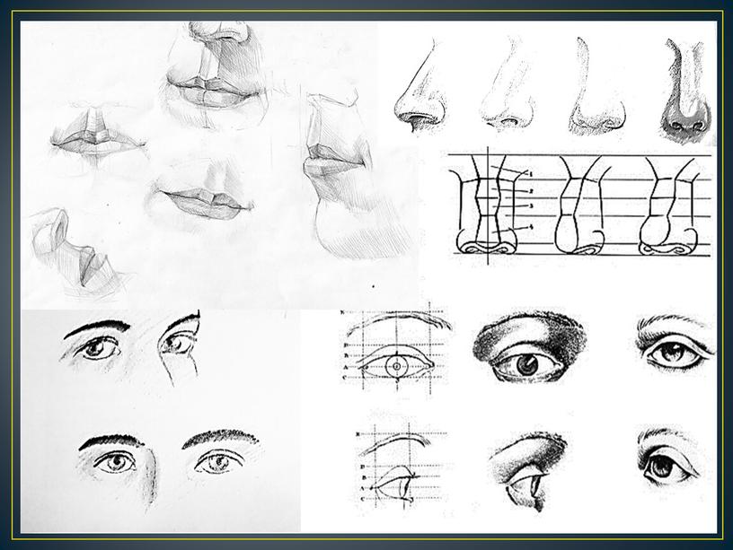 Презентация по ИЗО на тему «Конструкция головы человека и её основные пропорции»