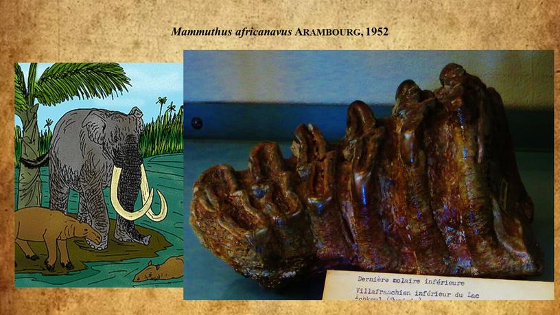 Mammuthus africanavus Arambourg, 1952