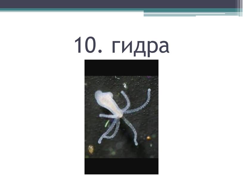 10. гидра