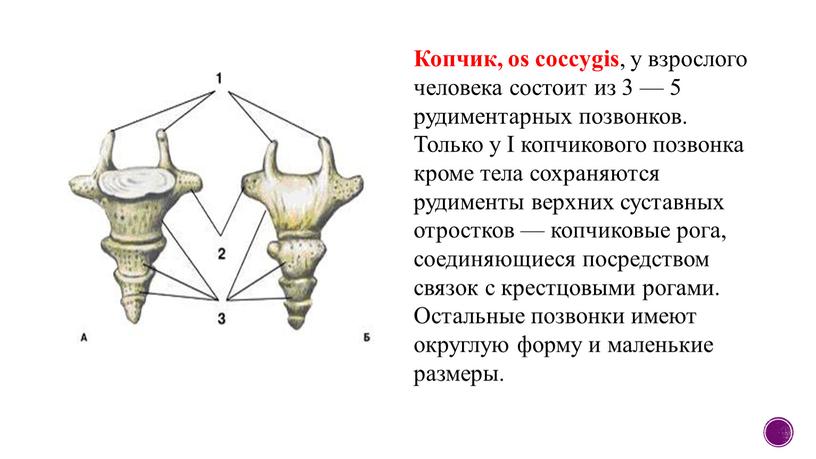 Копчик, os coccygis , у взрослого человека состоит из 3 — 5 рудиментарных позвонков