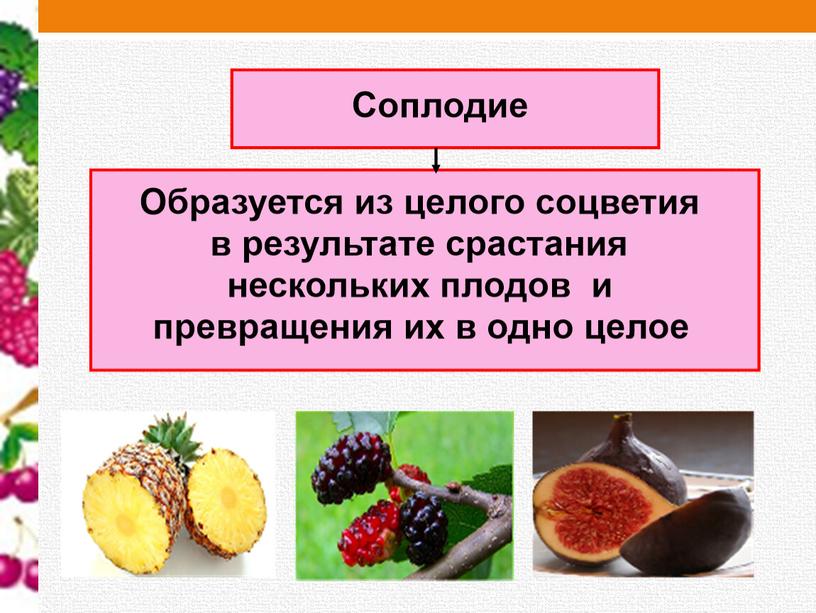 Урок биологии  по ФГОС 6 класс «Виды плодов  и  их классификация»