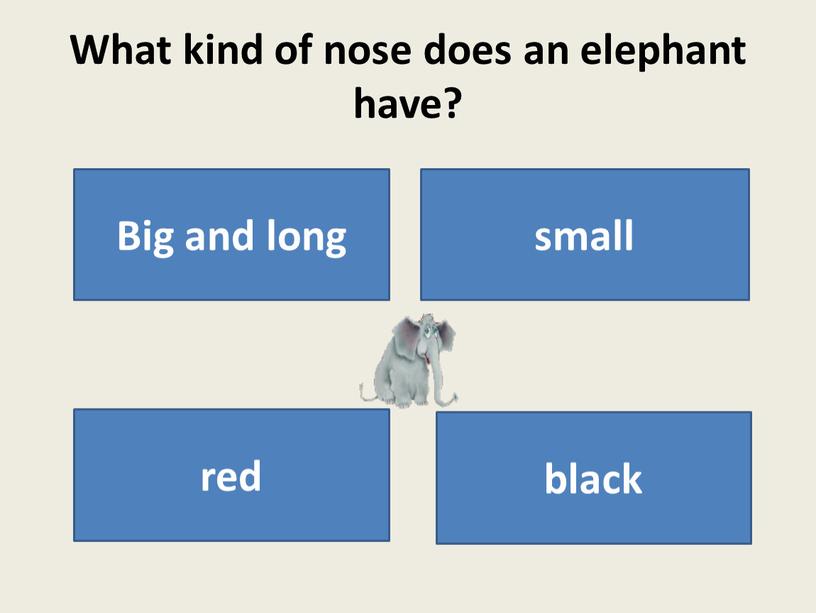 What kind of nose does an elephant have?